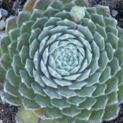 Sempervivum - Dachwurz - Hauswurz